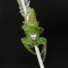 Mopsus mormon at Alexandra Hills, QLD - 23 Apr 2023 10:40 AM