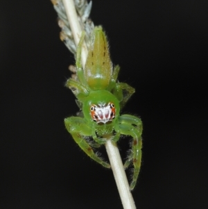 Mopsus mormon at Alexandra Hills, QLD - 23 Apr 2023 10:40 AM