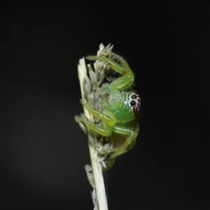 Mopsus mormon at Alexandra Hills, QLD - 23 Apr 2023 10:40 AM