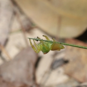 Mopsus mormon at Alexandra Hills, QLD - 23 Apr 2023 10:40 AM