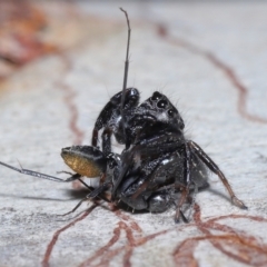 Unidentified Spider (Araneae) at Alexandra Hills, QLD - 23 Apr 2023 by TimL