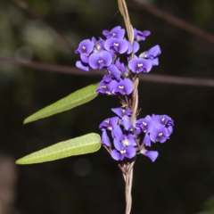 Hardenbergia violacea (False Sarsaparilla) at Timbillica, NSW - 25 Sep 2022 by Steve63