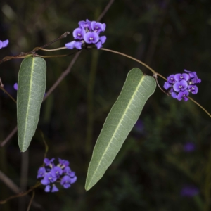 Hardenbergia violacea at Timbillica, NSW - 25 Sep 2022