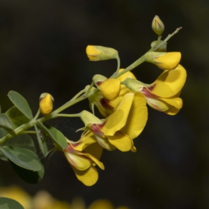 Goodia lotifolia at Timbillica, NSW - 25 Sep 2022