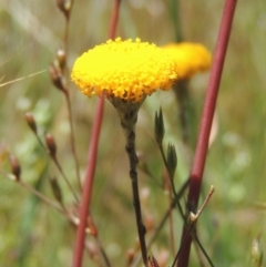 Leptorhynchos squamatus (Scaly Buttons) at Jarramlee-West MacGregor Grasslands - 25 Nov 2022 by michaelb