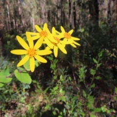 Senecio velleioides (Forest Groundsel) at Budawang, NSW - 24 May 2023 by MatthewFrawley