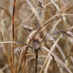 Bolboschoenus sp. at Fadden, ACT - 24 May 2023