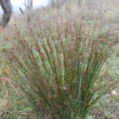 Juncus subsecundus (Finger Rush) at Fadden, ACT - 23 May 2023 by LPadg