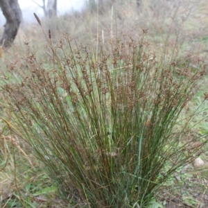 Juncus subsecundus at Fadden, ACT - 24 May 2023 09:17 AM