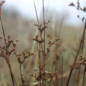 Juncus subsecundus at Fadden, ACT - 24 May 2023 09:17 AM