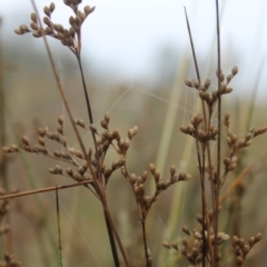 Juncus subsecundus at Fadden, ACT - 24 May 2023 09:17 AM