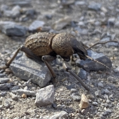 Unidentified Weevil (Curculionoidea) at High Range, NSW - 22 May 2023 by GlossyGal