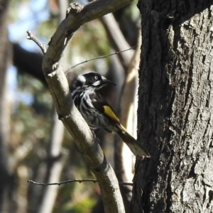 Phylidonyris novaehollandiae at Budderoo, NSW - 24 May 2023