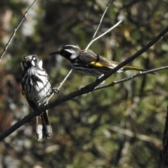 Phylidonyris novaehollandiae at Budderoo, NSW - 24 May 2023