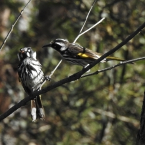 Phylidonyris novaehollandiae at Budderoo, NSW - 24 May 2023