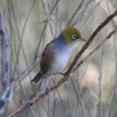 Zosterops lateralis (Silvereye) at Budderoo, NSW - 24 May 2023 by GlossyGal