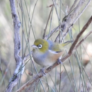 Zosterops lateralis at Budderoo, NSW - 24 May 2023