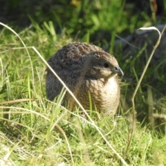 Synoicus ypsilophorus (Brown Quail) at Budderoo, NSW - 24 May 2023 by GlossyGal