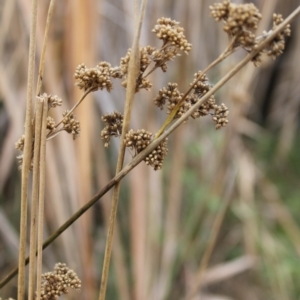 Juncus sp. at Jerrabomberra, ACT - 24 May 2023