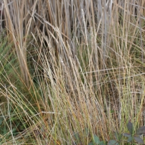 Carex appressa at Jerrabomberra, ACT - 24 May 2023