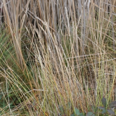 Carex appressa (Tall Sedge) at Jerrabomberra, ACT - 24 May 2023 by LPadg