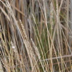 Carex appressa at Jerrabomberra, ACT - 24 May 2023 10:31 AM