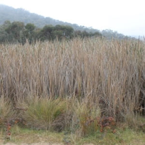 Typha sp. at Jerrabomberra, ACT - 24 May 2023