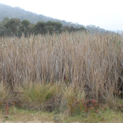 Typha sp. (Cumbungi) at Wanniassa Hill - 24 May 2023 by LPadg