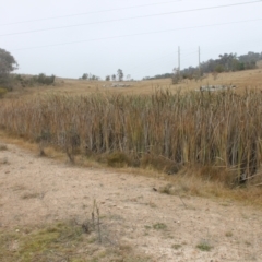 Typha sp. at Jerrabomberra, ACT - 24 May 2023 10:34 AM