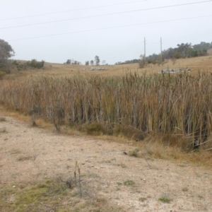 Typha sp. at Jerrabomberra, ACT - 24 May 2023