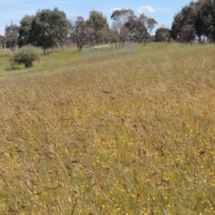 Themeda triandra (Kangaroo Grass) at Jarramlee-West MacGregor Grasslands - 25 Nov 2022 by michaelb