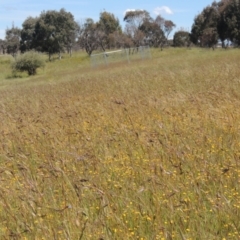 Themeda triandra (Kangaroo Grass) at Dunlop, ACT - 25 Nov 2022 by MichaelBedingfield