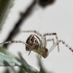 Theridion pyramidale (Tangle-web spider) at FGD035: AIS Wetland - 23 May 2023 by Hejor1