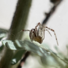 Theridion pyramidale at Bruce, ACT - 23 May 2023 11:20 AM