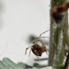 Theridion pyramidale at Bruce, ACT - 23 May 2023 11:20 AM