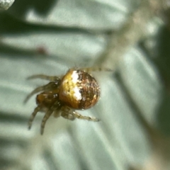 Araneus albotriangulus (White-triangle orb weaver) at Bruce Ridge to Gossan Hill - 23 May 2023 by Hejor1