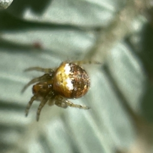 Araneus albotriangulus at Bruce, ACT - 23 May 2023 11:24 AM