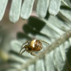 Araneus albotriangulus at Bruce, ACT - 23 May 2023