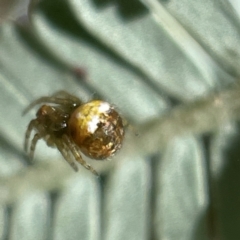 Araneus albotriangulus at Bruce, ACT - 23 May 2023 11:24 AM