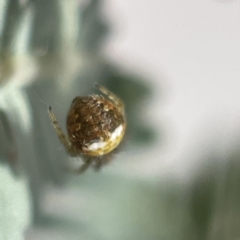 Araneus albotriangulus at Bruce, ACT - 23 May 2023 11:24 AM