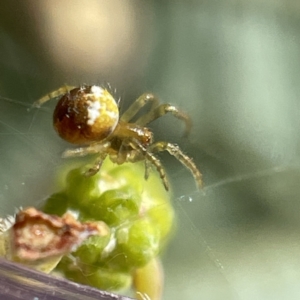 Araneus albotriangulus at Bruce, ACT - 23 May 2023 11:24 AM