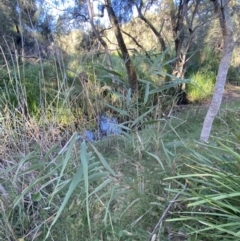 Phragmites australis (Common Reed) at Broulee, NSW - 19 Apr 2023 by Tapirlord