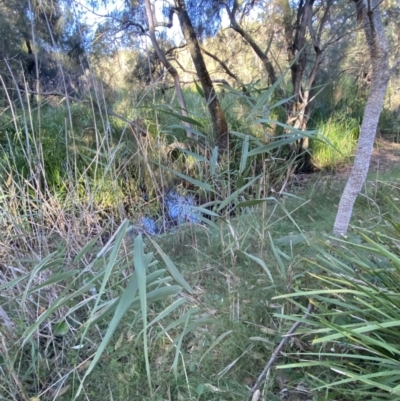 Phragmites australis (Common Reed) at Broulee, NSW - 19 Apr 2023 by Tapirlord