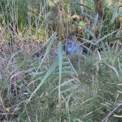 Phragmites australis at Broulee, NSW - 19 Apr 2023