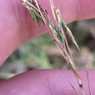 Cymbopogon refractus (Barbed-wire Grass) at Broulee, NSW - 19 Apr 2023 by Tapirlord