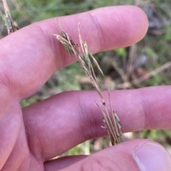 Cymbopogon refractus at Broulee, NSW - 19 Apr 2023