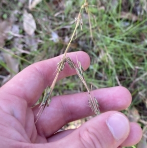 Cymbopogon refractus at Broulee, NSW - 19 Apr 2023