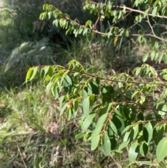 Breynia oblongifolia (Coffee Bush) at Broulee, NSW - 19 Apr 2023 by Tapirlord