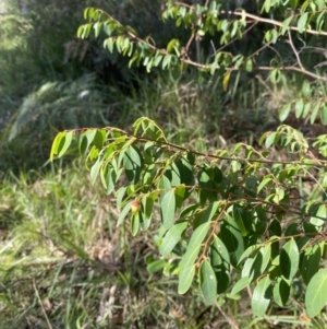 Breynia oblongifolia at Broulee, NSW - 19 Apr 2023
