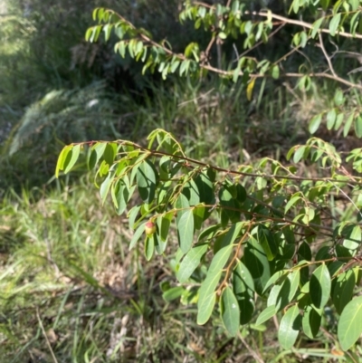 Breynia oblongifolia (Coffee Bush) at Broulee, NSW - 19 Apr 2023 by Tapirlord